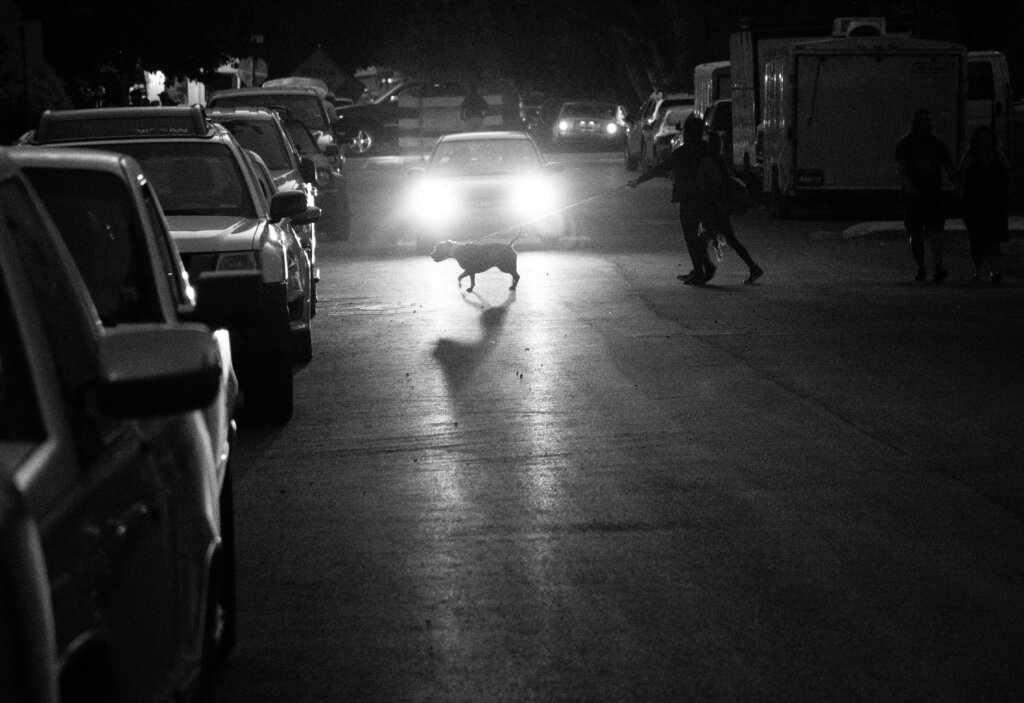 Dramatic black and white photo of dog crossing a busy city street at night.