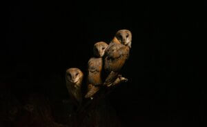 A trio of barn owls (Tyto alba) perched in darkness, showcasing nocturnal wildlife.